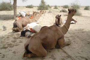 Kamel-dyrene holder pause
